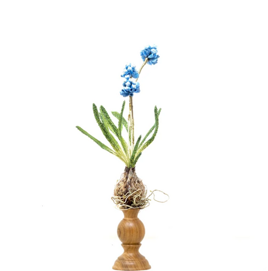 Object Art Grape Hyacinth