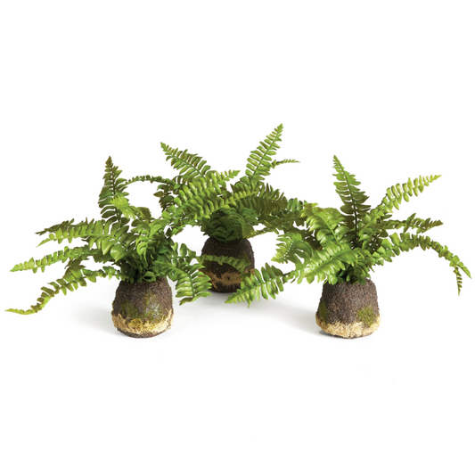 Boston Fern Drop-Ins