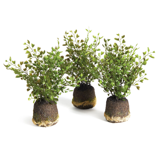 Maidenhair Drop-Ins