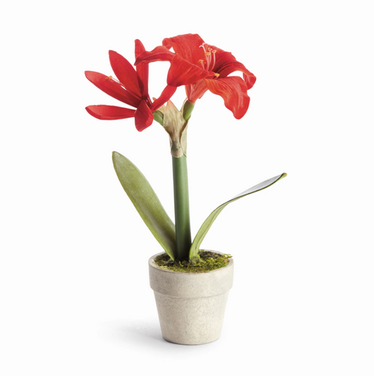 Mini Amaryllis Potted Drop-In 9"