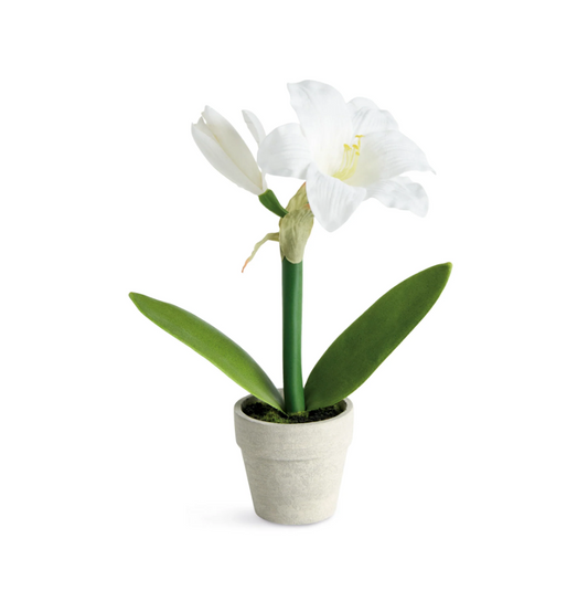 Mini Amaryllis Potted Drop-In 9"
