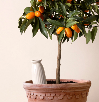 Cove Plant Waterer